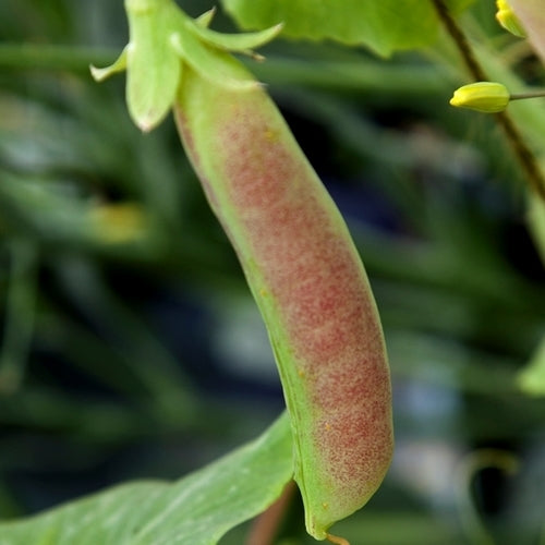 Peas 'Spring Blush'