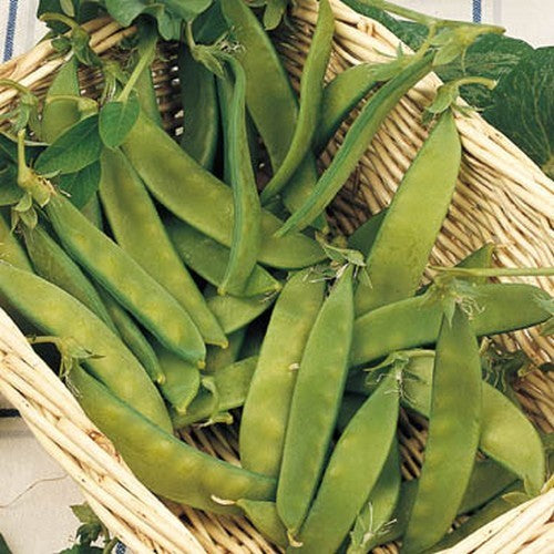 Pea 'Sugar Dwarf Sweet Green' / 'Norli'