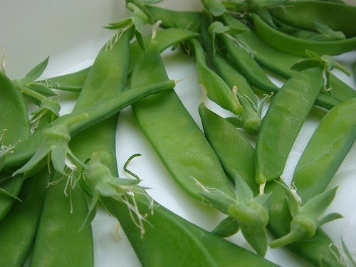 Pea 'Sugar Dwarf Sweet Green' / 'Norli'