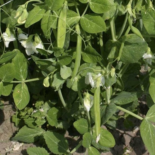 Pea 'Sugar Dwarf Sweet Green' / 'Norli'