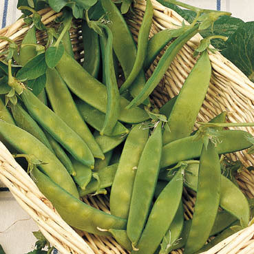 Peulen 'Sugar Dwarf Sweet Green' / 'Norli'