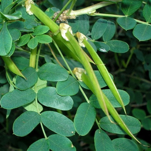 Siberian peashrub