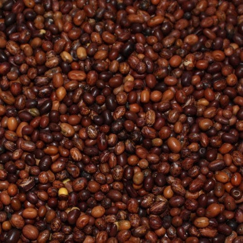 Siberian peashrub