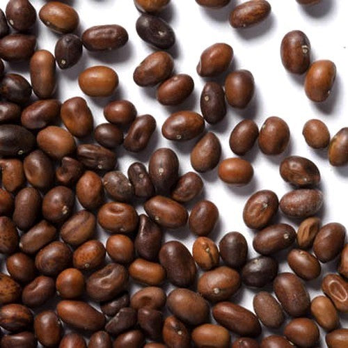 Siberian peashrub