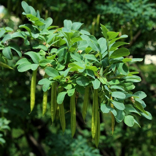 Siberian peashrub