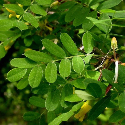 Siberian peashrub
