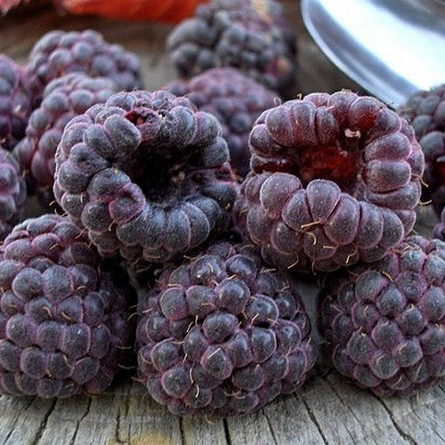 Framboos 'Purple Mix'