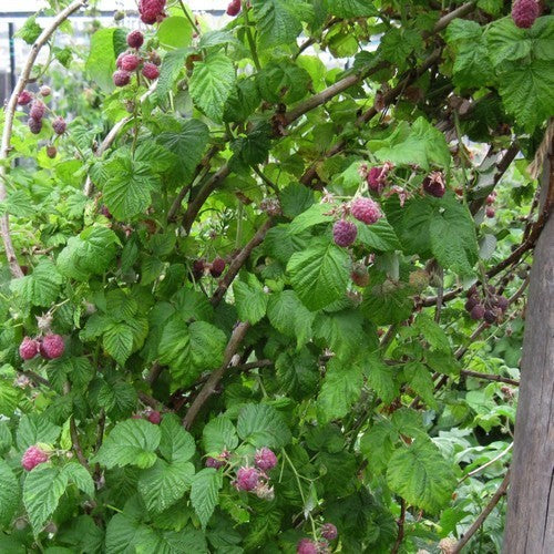 Framboos 'Purple Mix'