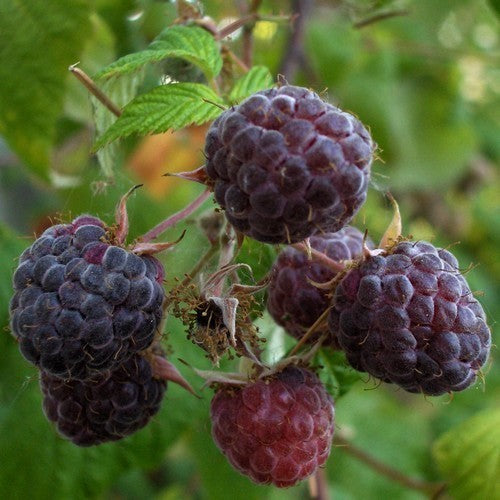 Framboos 'Purple Mix'
