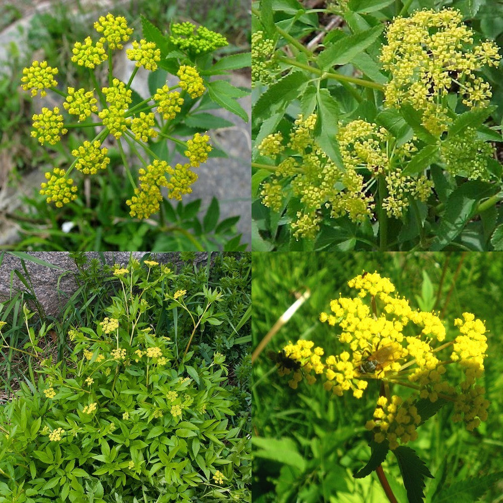 Gouden Alexanderbloem