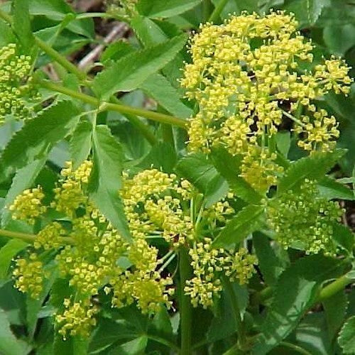 Gouden Alexanderbloem