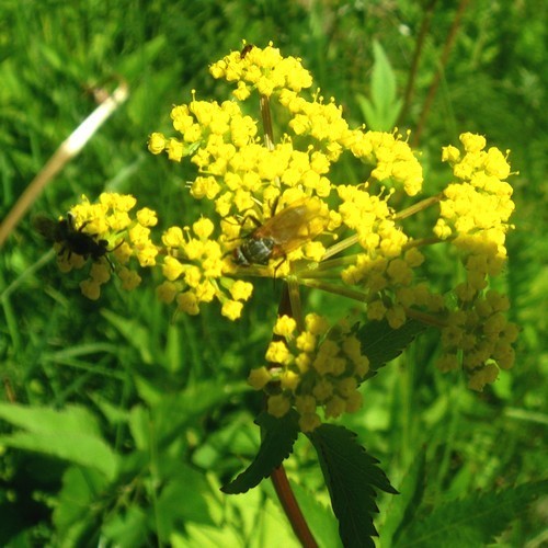 Gouden Alexanderbloem