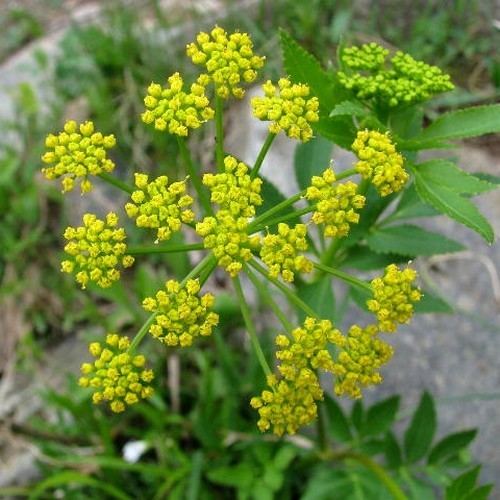 Gouden Alexanderbloem