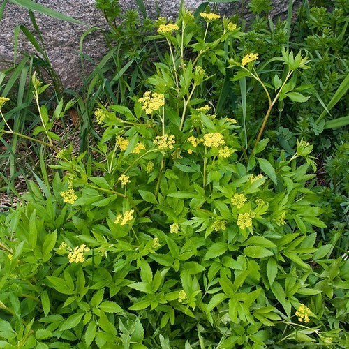 Gouden Alexanderbloem