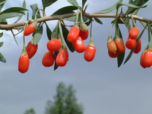 Goji Bes