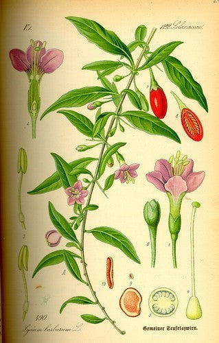 Goji Bes