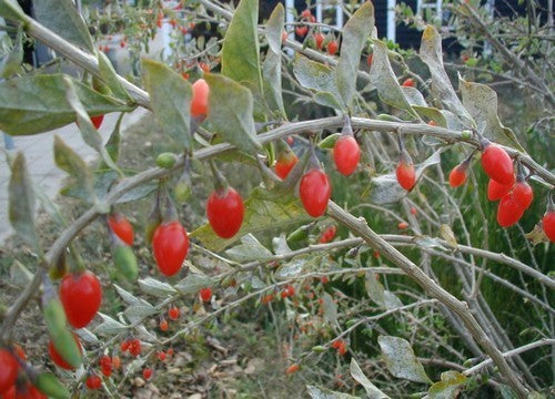 Goji Bes