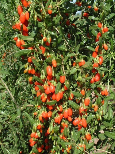 Goji Bes