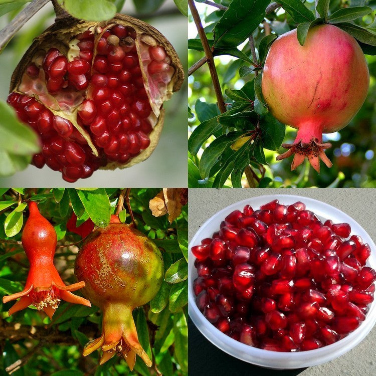 Pomegranate