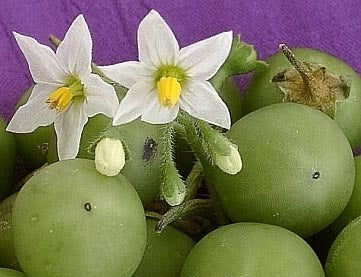 Groene Bes