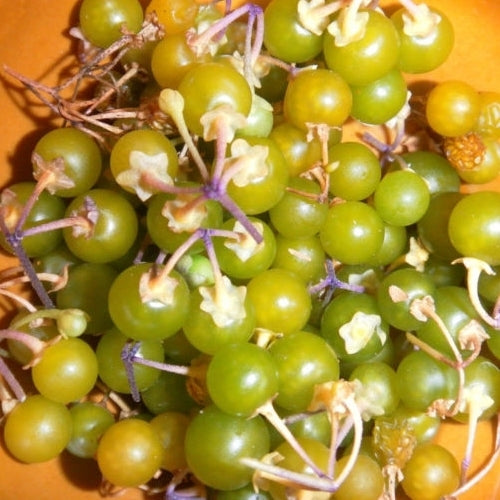 Groene Bes