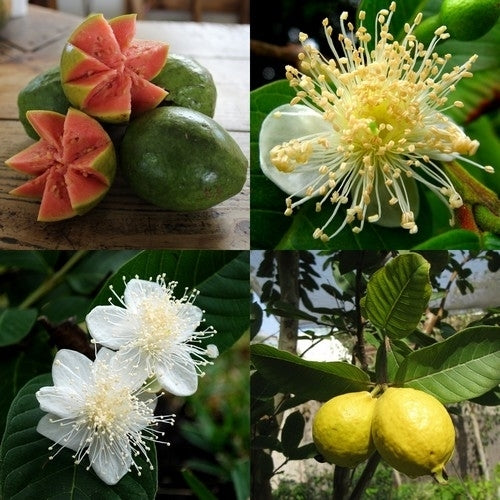 Guava
