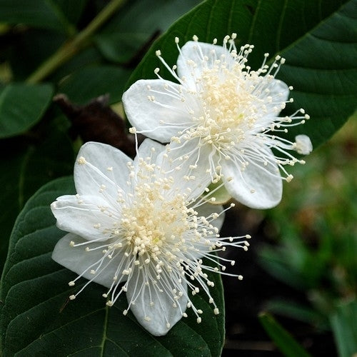 Guava