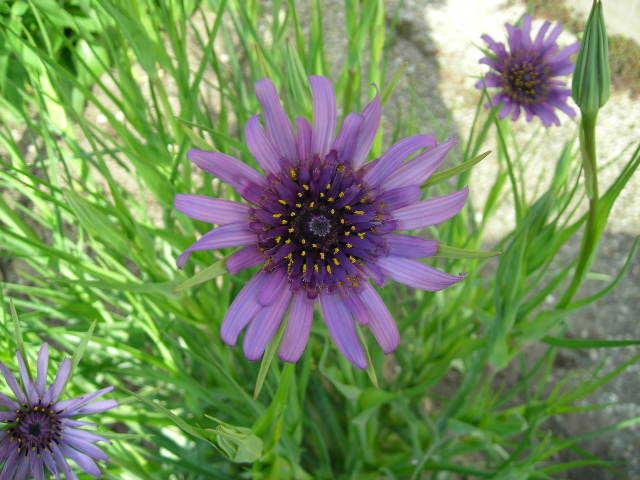 Salsify 'Giant'