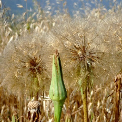 Salsify 'Giant'