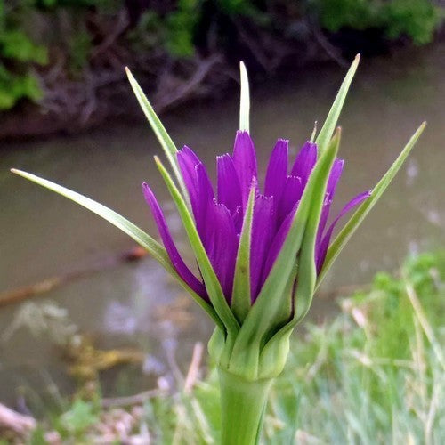 Salsify 'Giant'