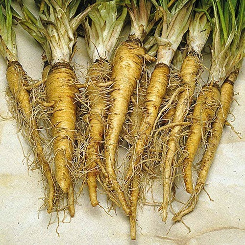 Salsify 'Giant'