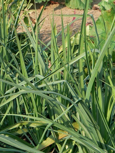 Salsify 'Giant'