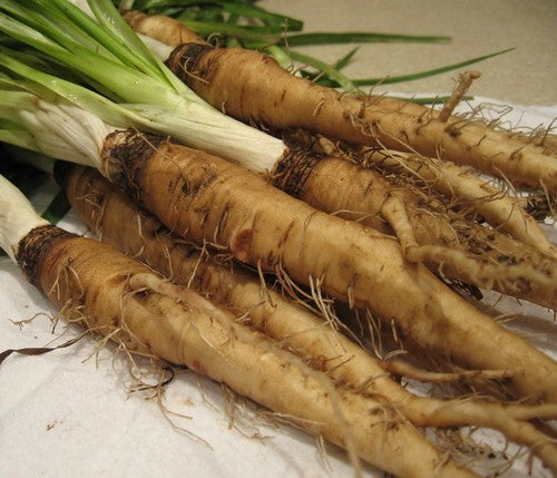 Salsify 'Giant'