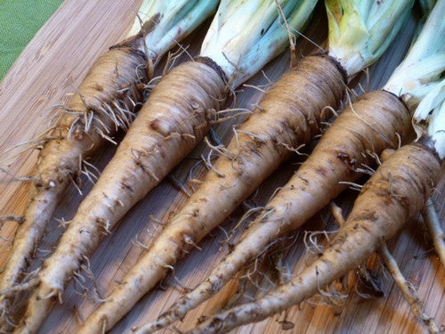 Salsify 'Giant'