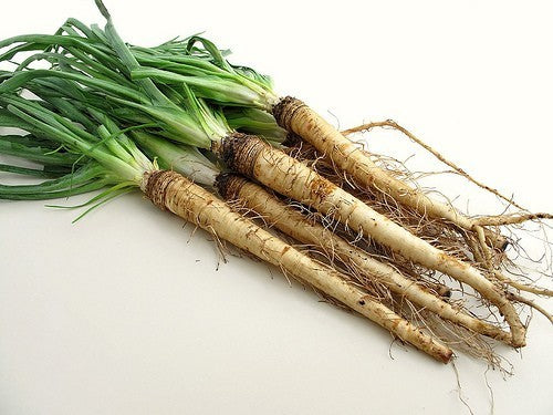 Salsify 'Giant'