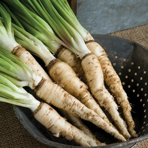 Salsify 'Giant'