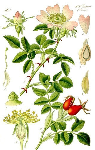 Hondsroos