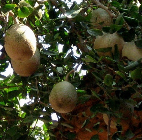 Woodapple