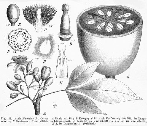 Woodapple