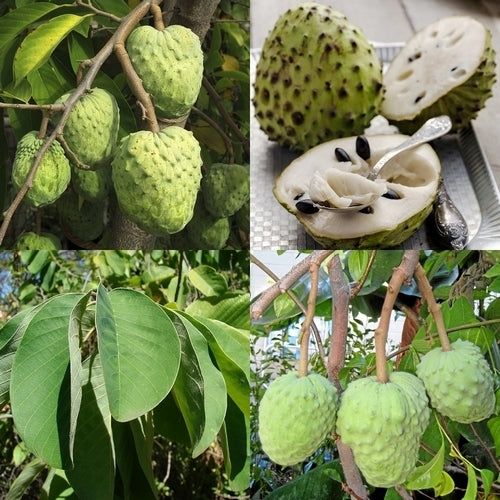 Jamaica-Appel