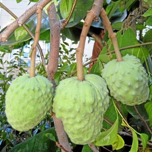 Jamaica-Appel
