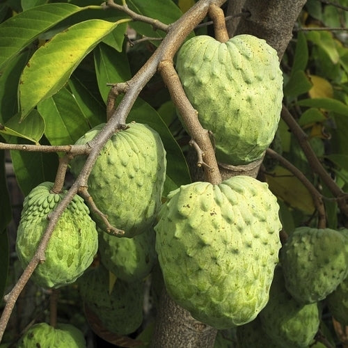 Jamaica-Appel