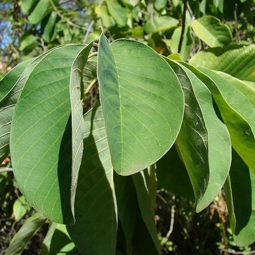 Jamaica-Appel