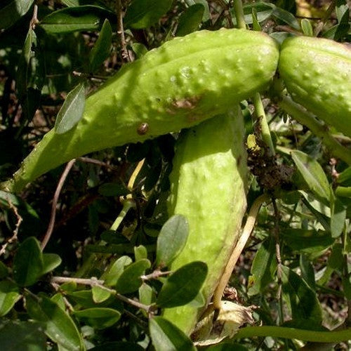 Japanse Aardappel