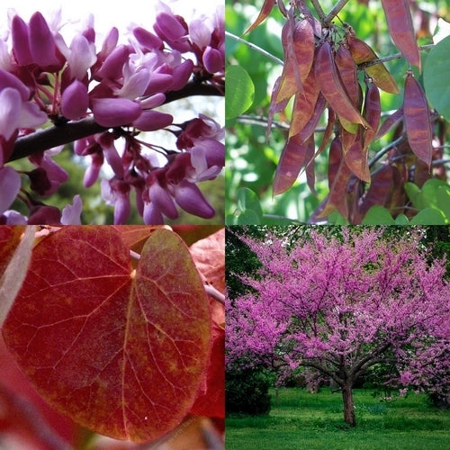 Judas tree
