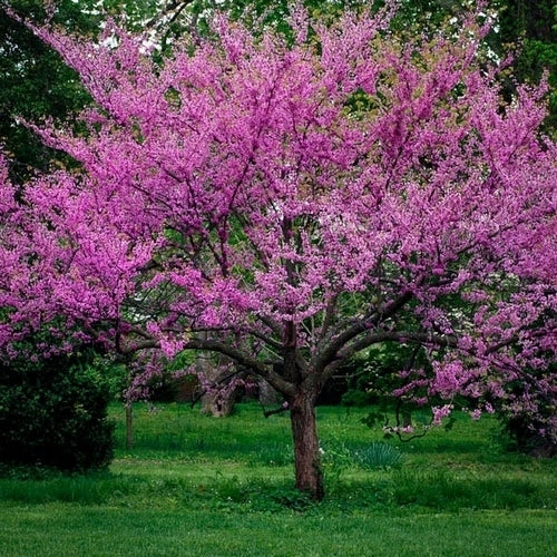 Judas tree