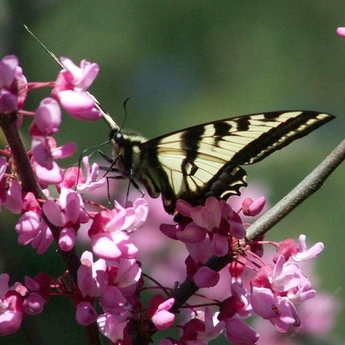 Judas tree