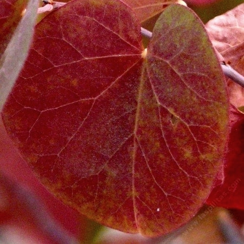Judas tree