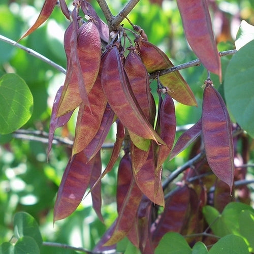 Judas tree