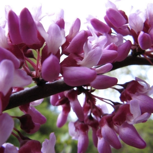 Judas tree